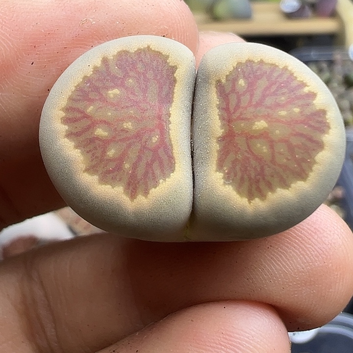 4649下播福利炸一颗