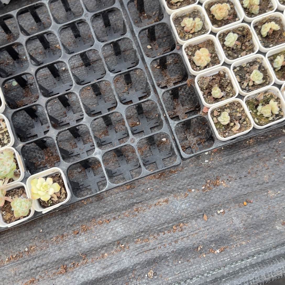 风花05 穴一个满25包邮