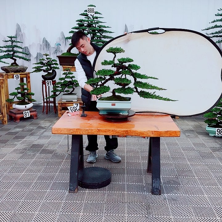 情***小无花朵松柏盆景，一物一拍