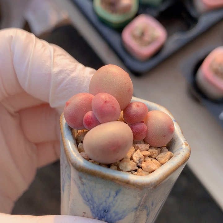 029 樱花奶酪 花瓣稳定 木质