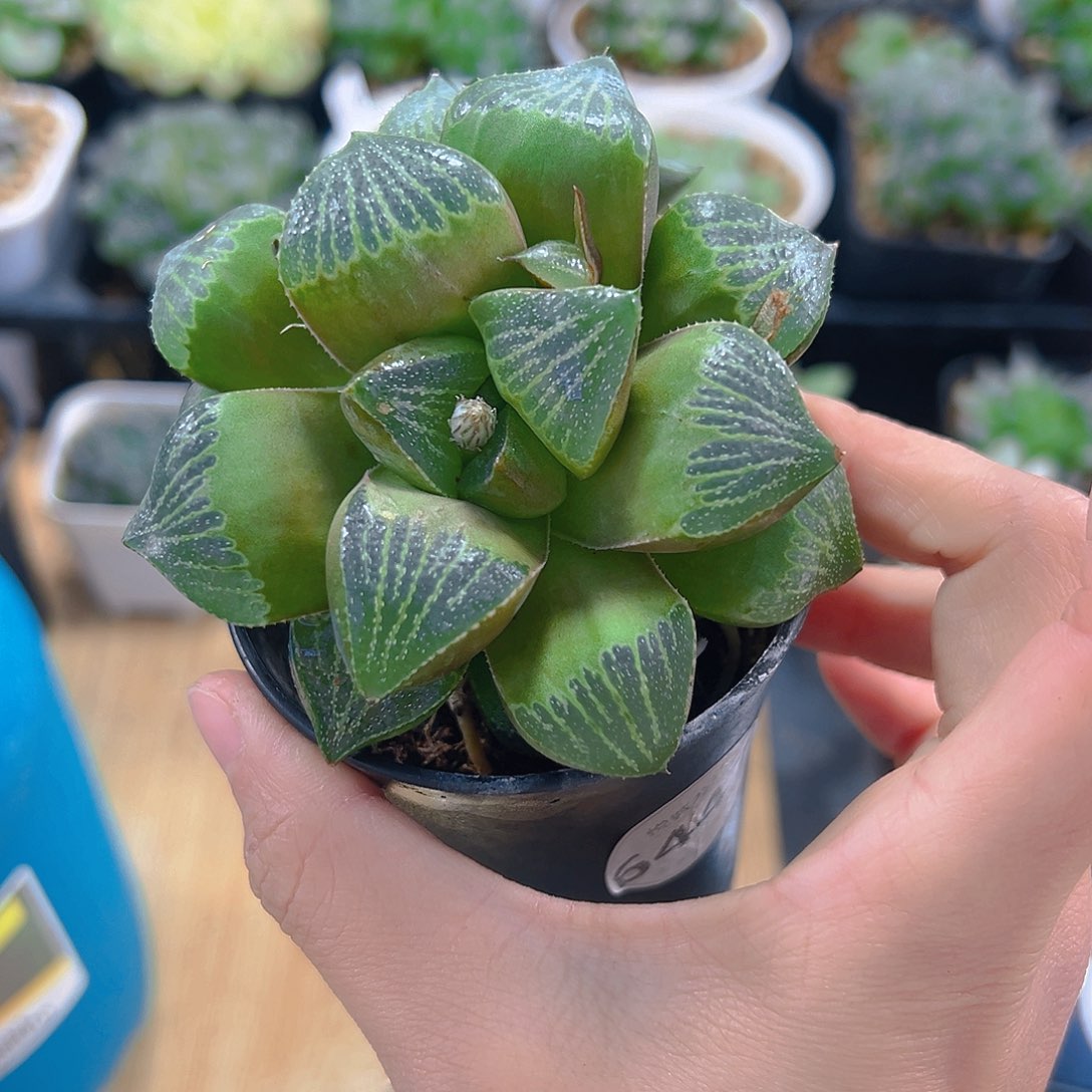 会***牛6447多肉植物一颗
