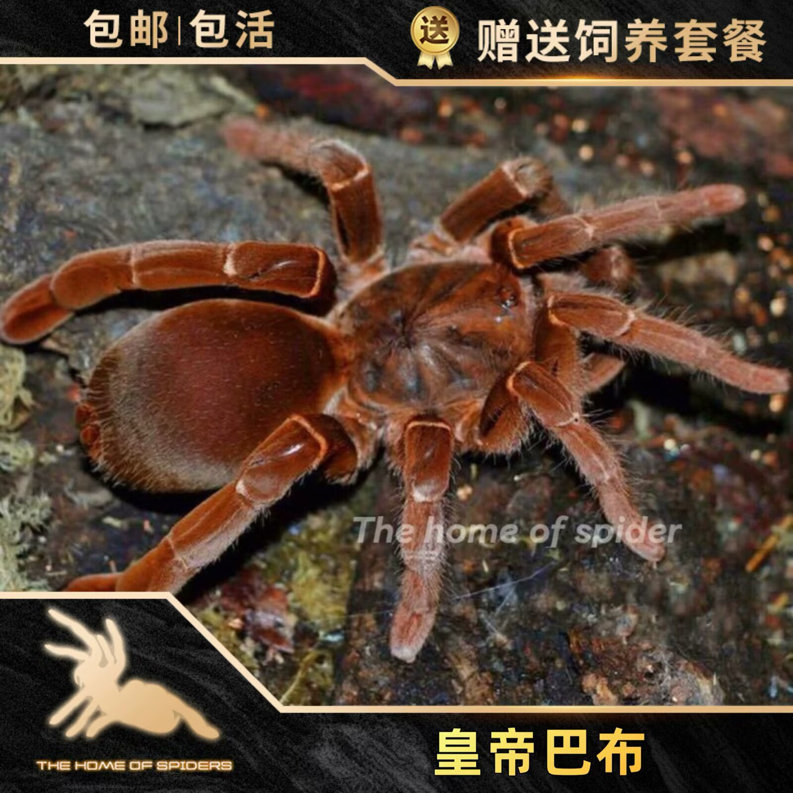 皇帝巴布宠物蜘蛛2-13厘米公母大型凶猛穴居品种