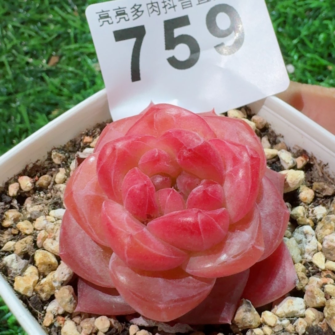 灯芯琥珀         精品多肉