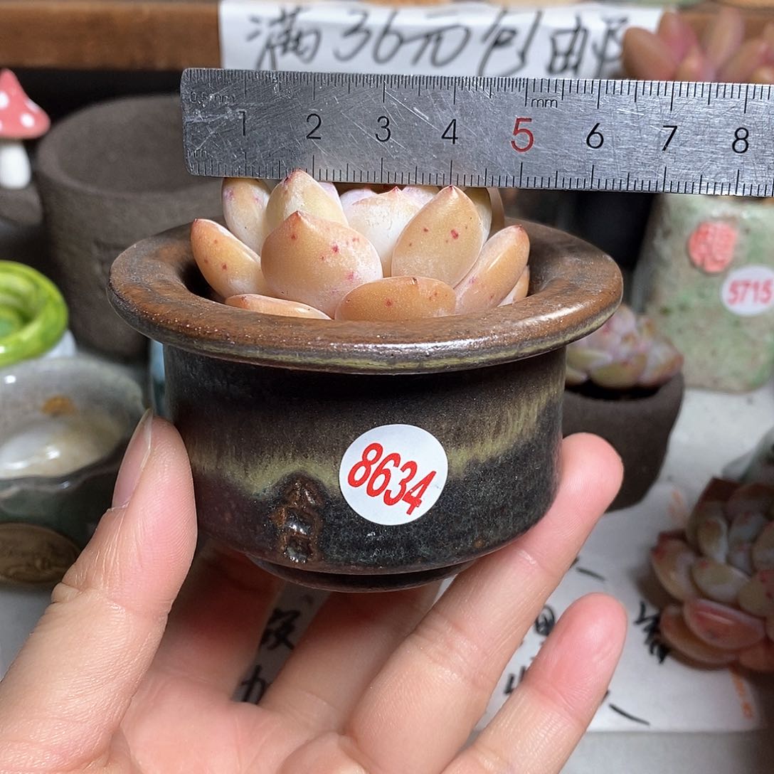 红陶拍5送一个小