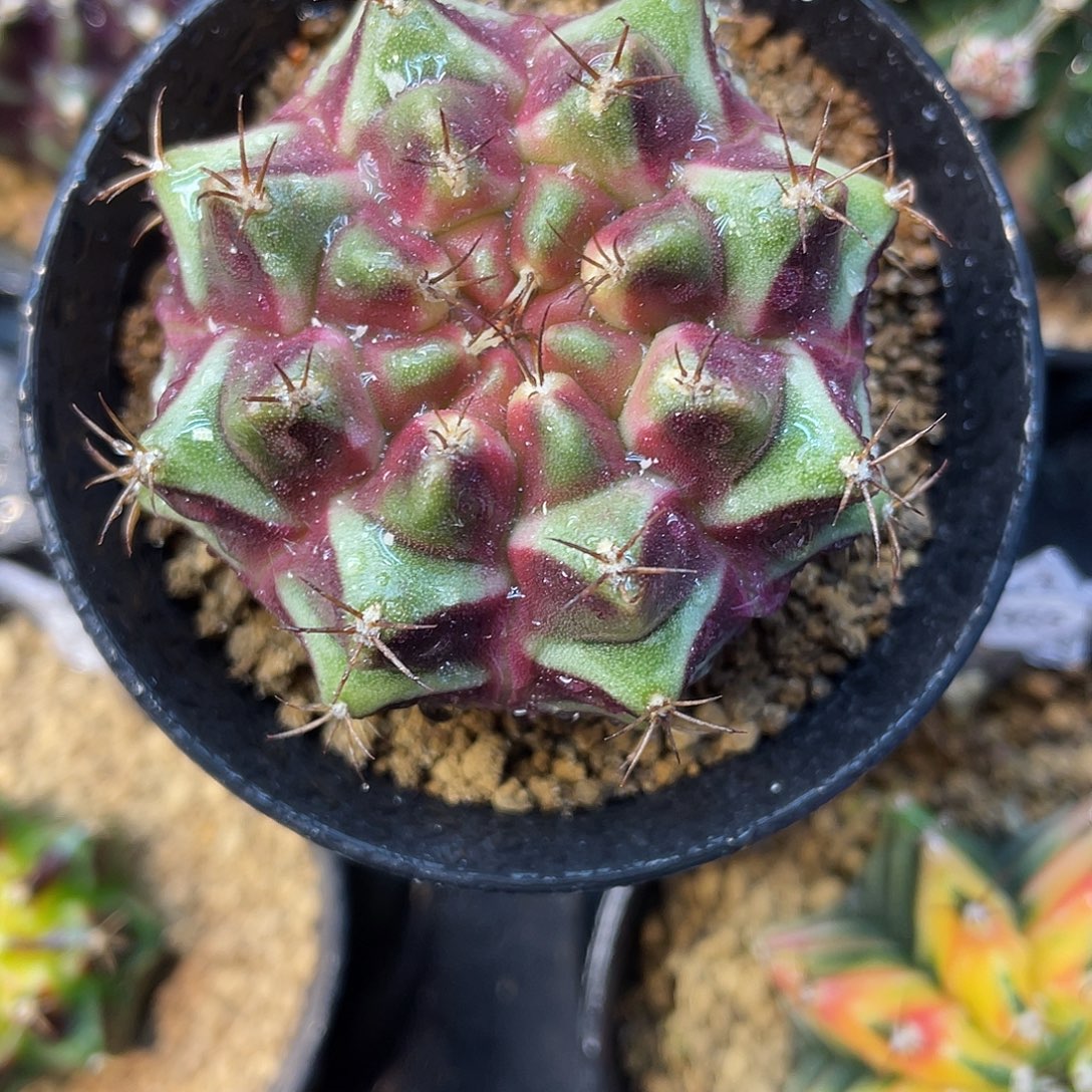 1-248米哈皮色球4.8厘米