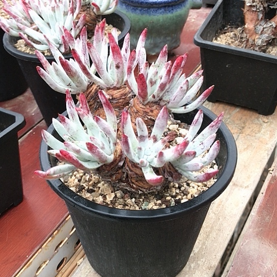 韩货原种仙女棒杯