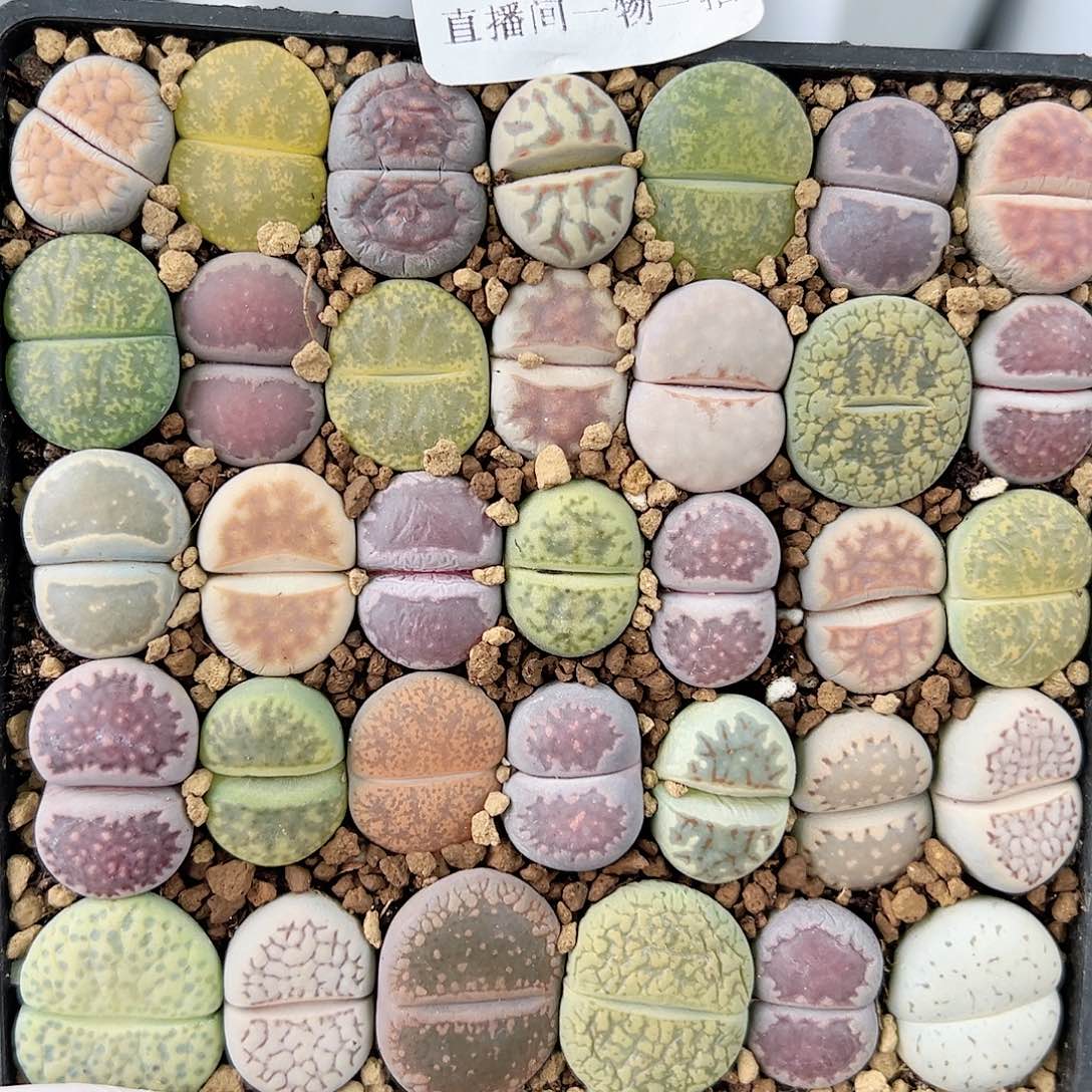 8763 好养易活生石花大母本10cm盆