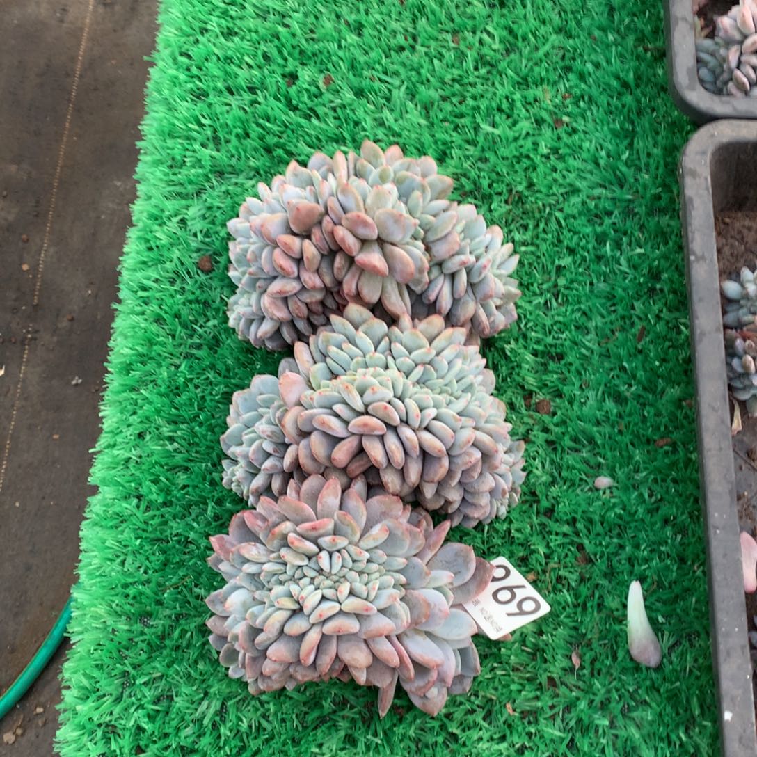969橙子缀多肉植物组合