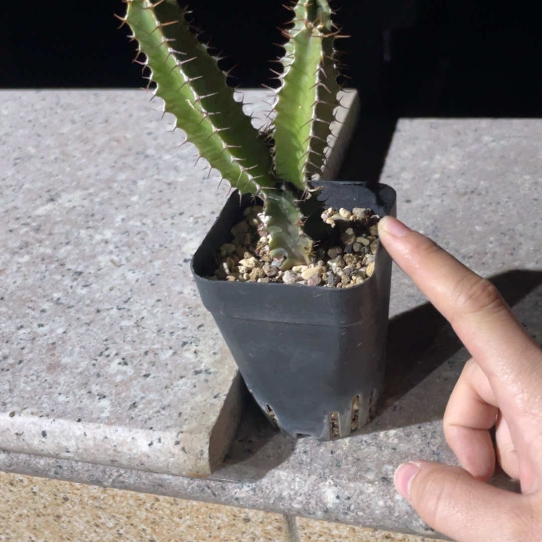 12月10日直播间福利火山不退换