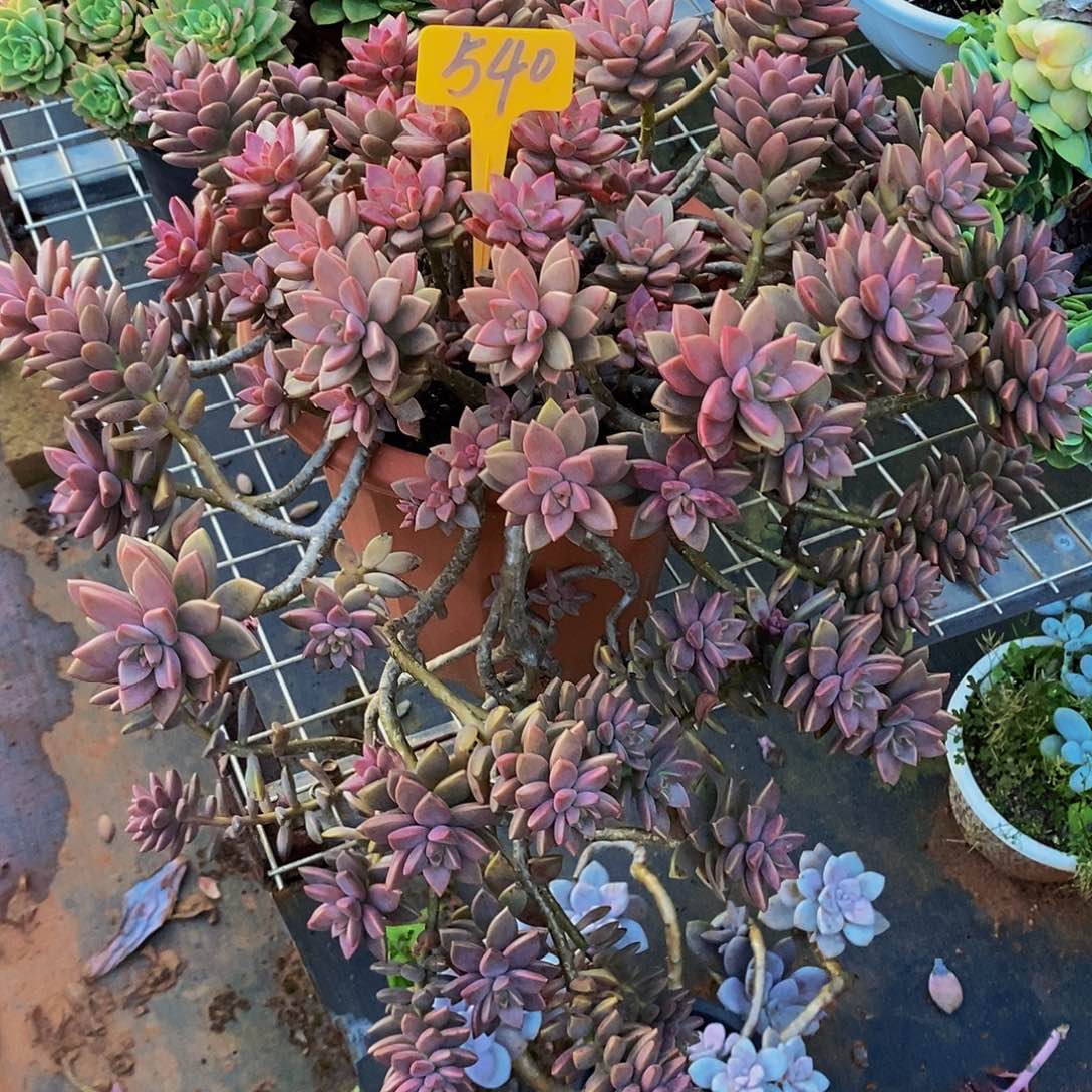 兰***兰姫胧月540。             