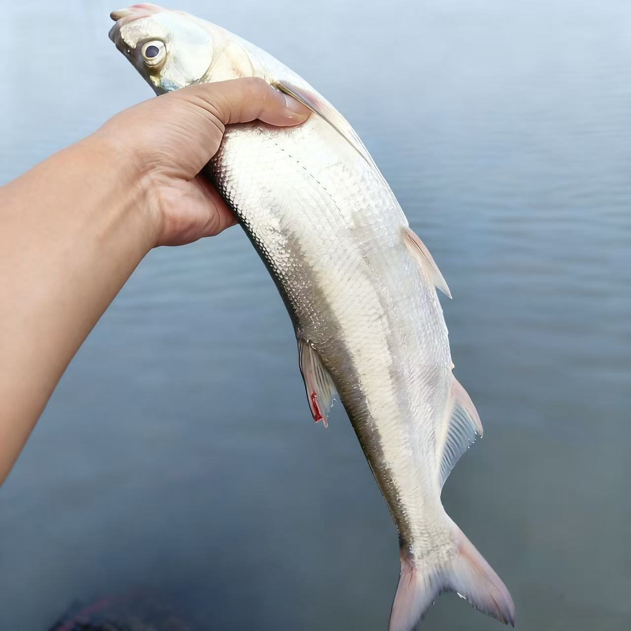 优质翘嘴鱼米级翘嘴可观赏可食用淡水养殖活体宠物