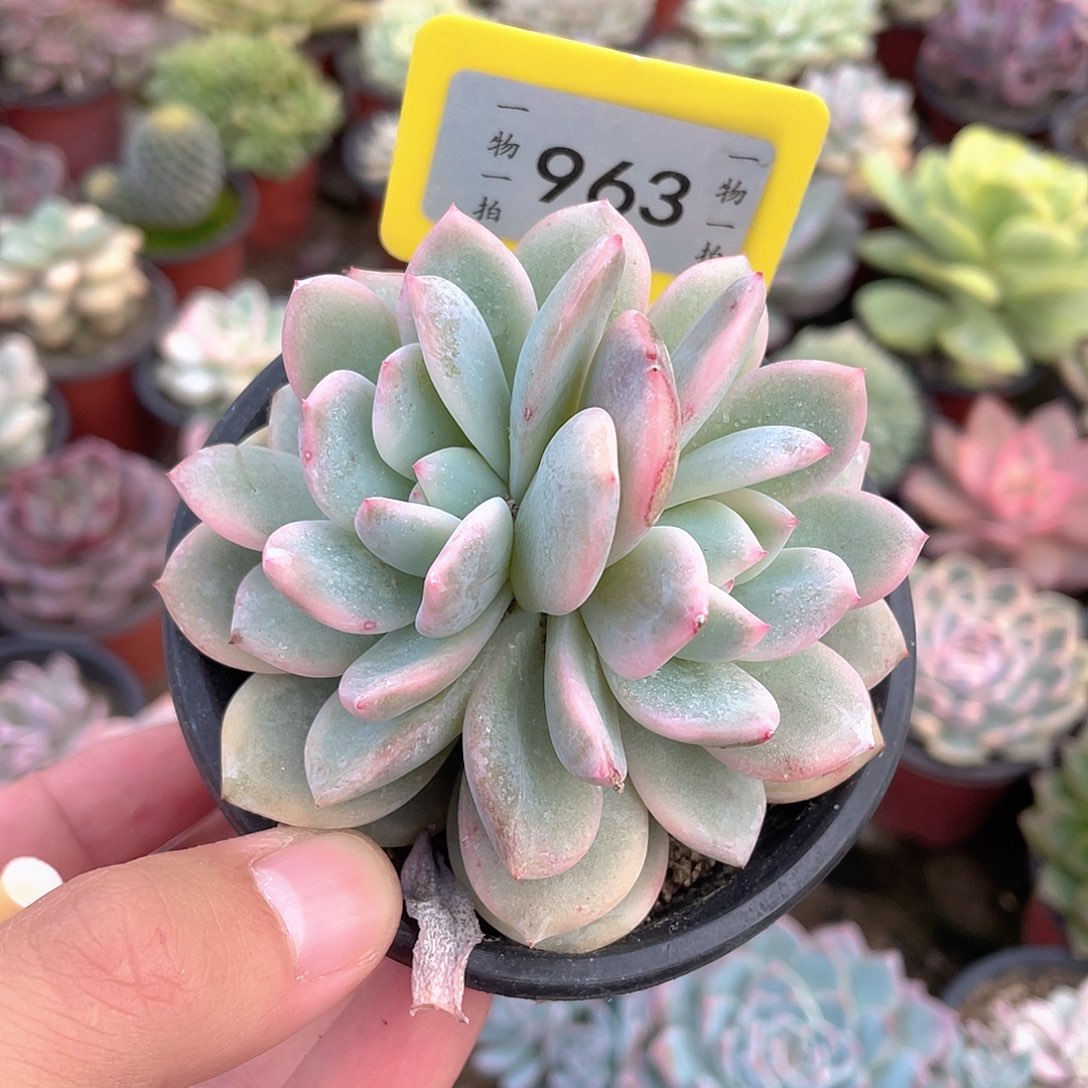 进***宝963号多肉植物盆栽