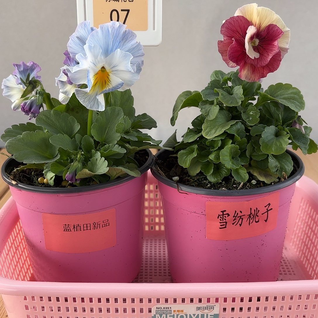 大部分开放少量花苞07