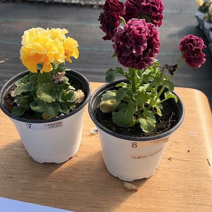 水晶抖音直播闪拍7-8