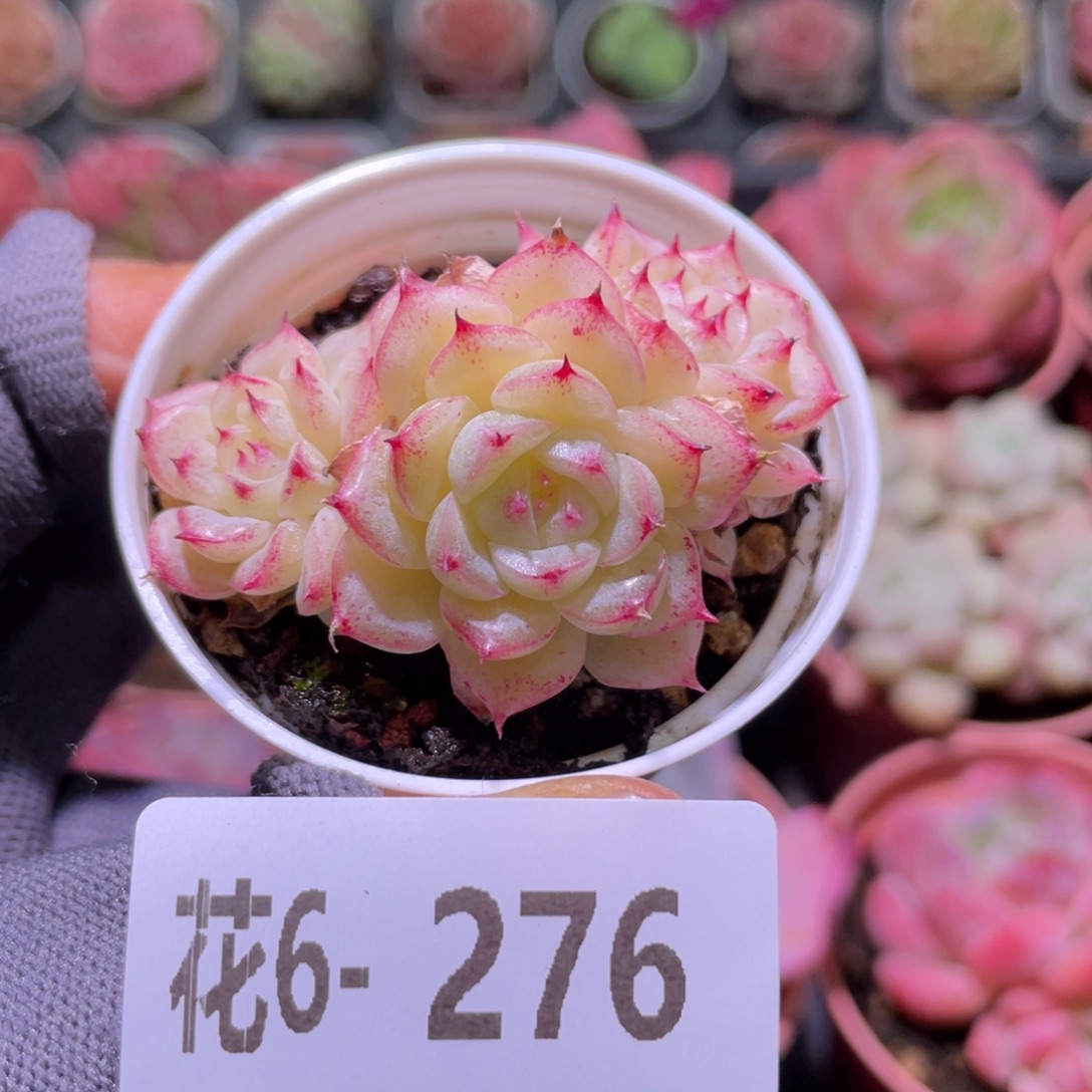 花利美6-276麦秆  