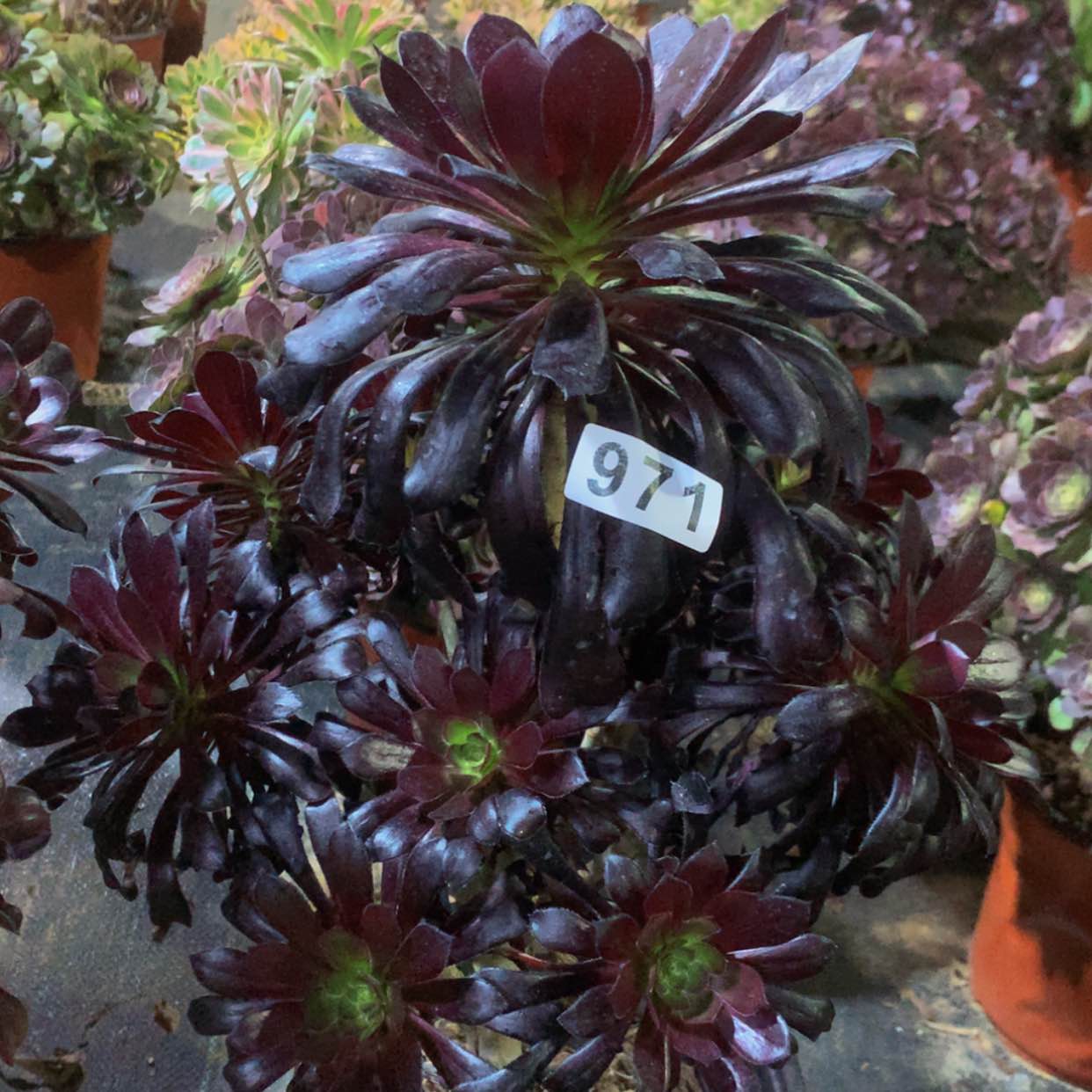 【闪购商品】971魔法多肉