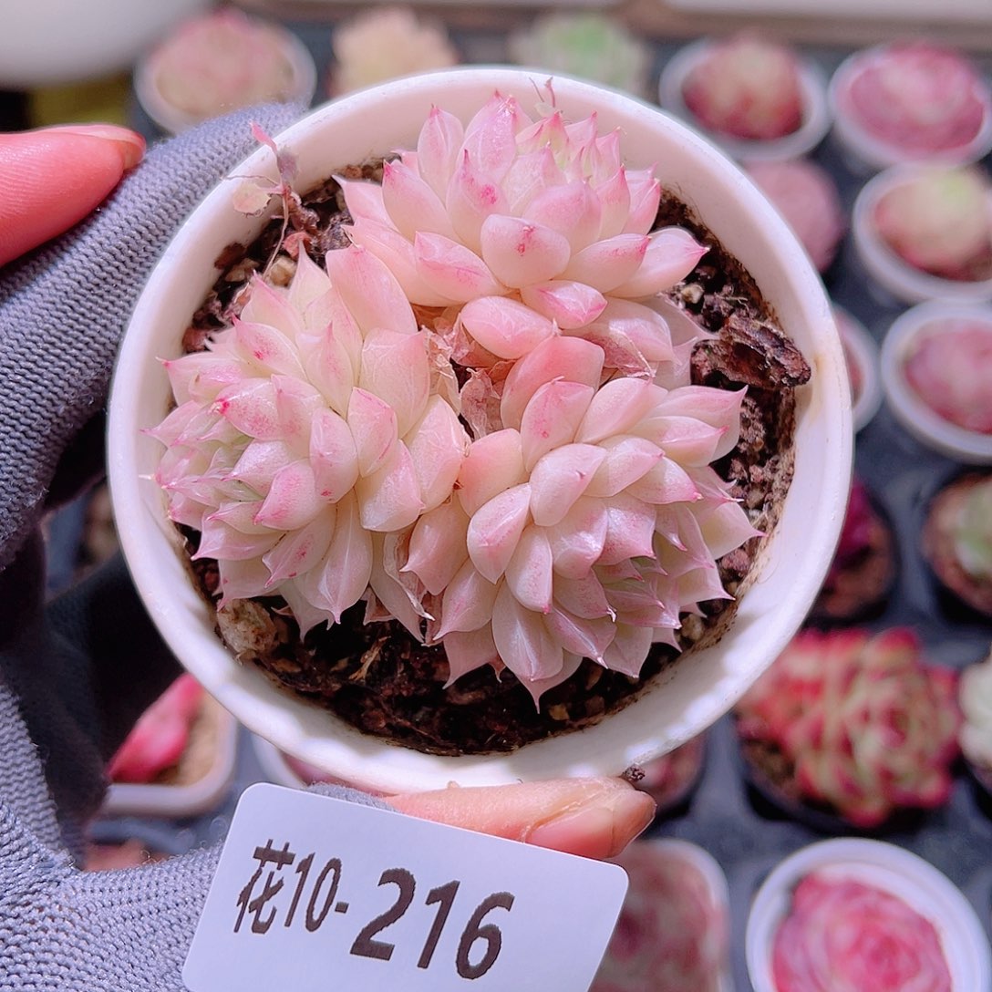 花10-216清浅三头