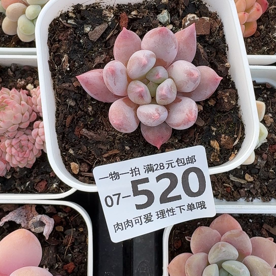 所罗门无盆土发货无