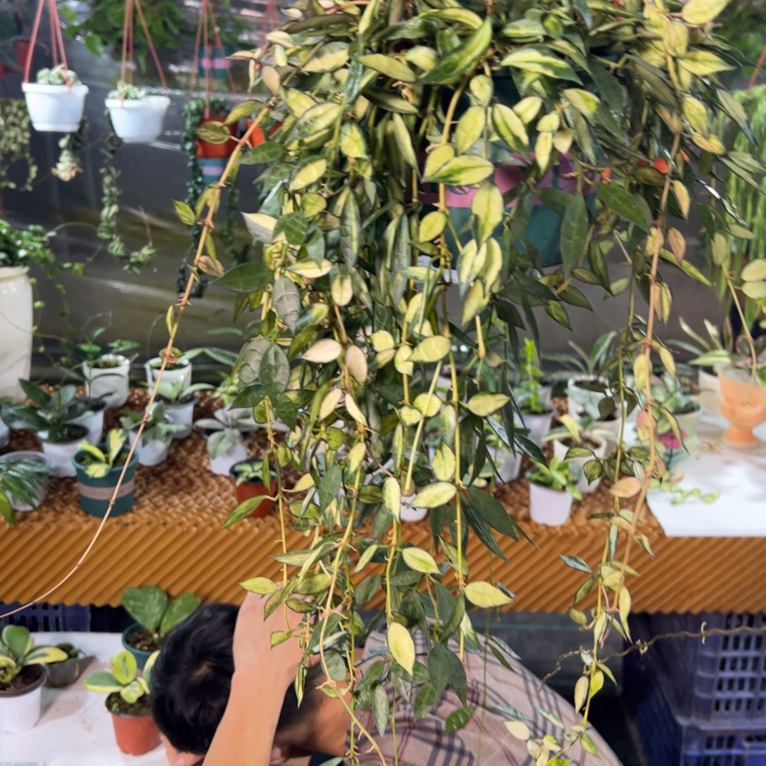 温***柔无花朵天涯内锦球兰