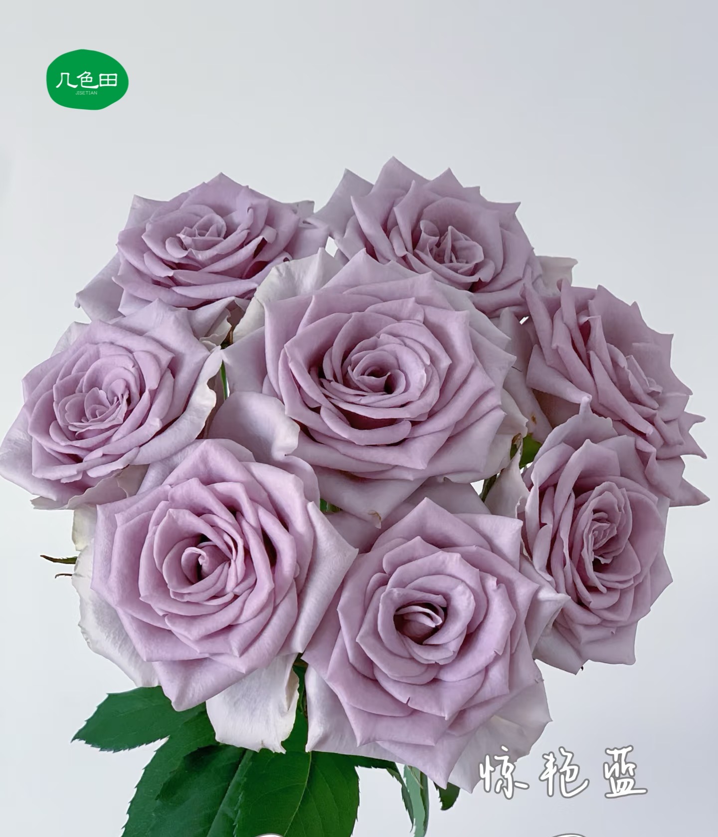 惊艳蓝----单头玫瑰云南直发鲜花云南花插花鲜花 