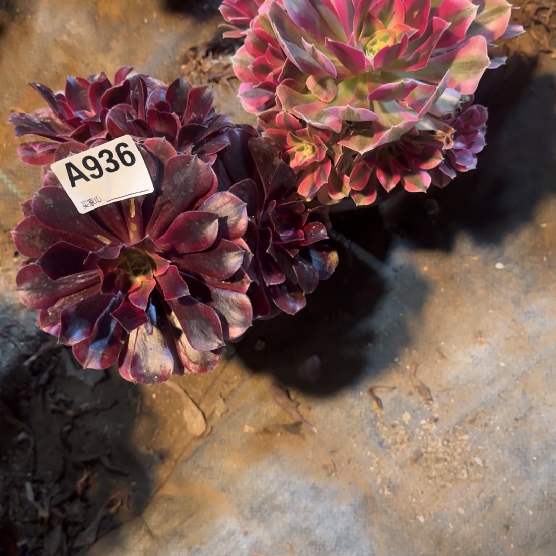 邂***垢组合法师一物一拍936.937