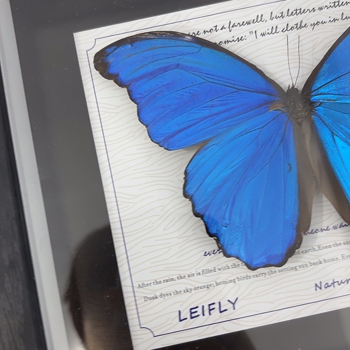 丘***忙蝴蝶标本定制144@