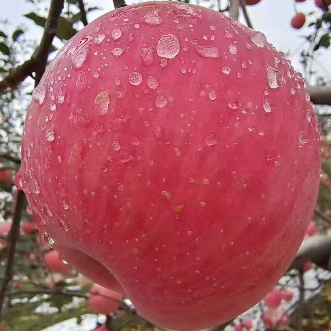 正宗山西吉县壶口红富士苹果包邮