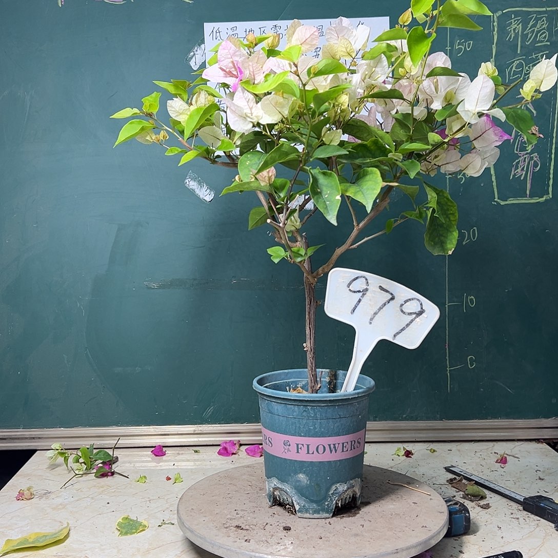 全部花苞漳红樱 979