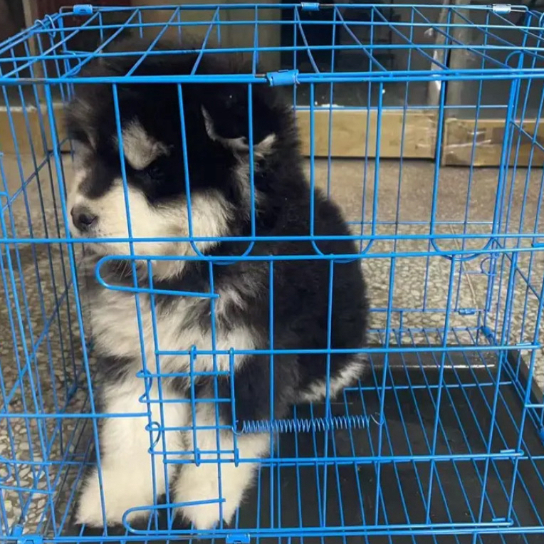 加粗加固可折叠狗笼子适合中小型犬室内家用带厕所