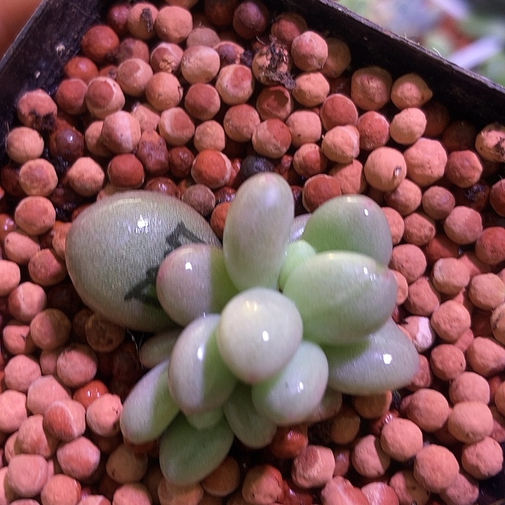 帝王姬锦多肉植物