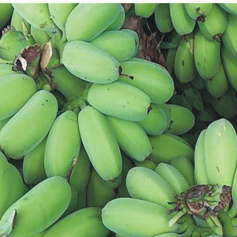 （小丫家）云南高山苹果蕉现砍自然熟不洗保鲜剂不用催熟