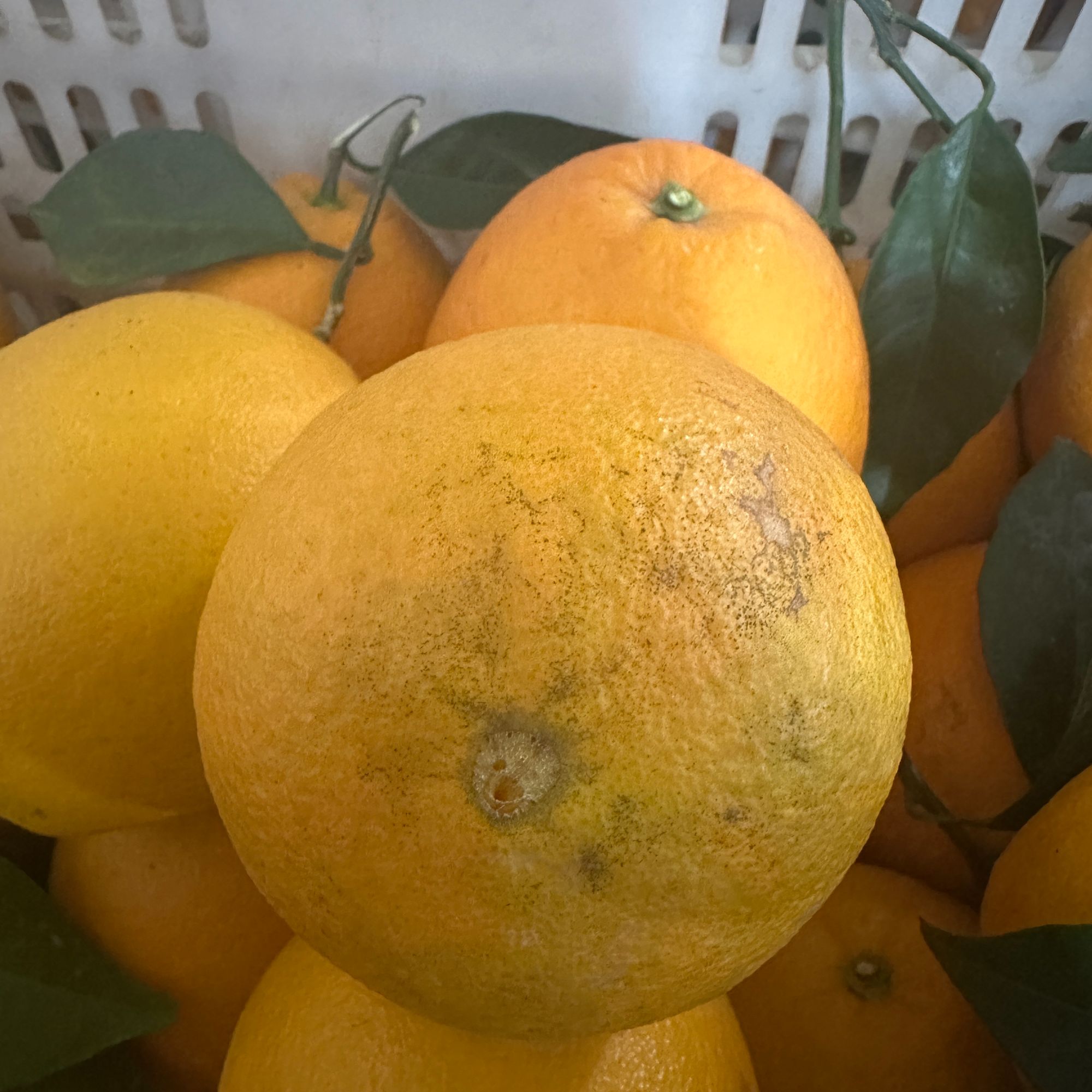 【花皮果】正宗赣南脐橙 新鲜采摘 细腻香甜多汁 应季水果 介意勿拍