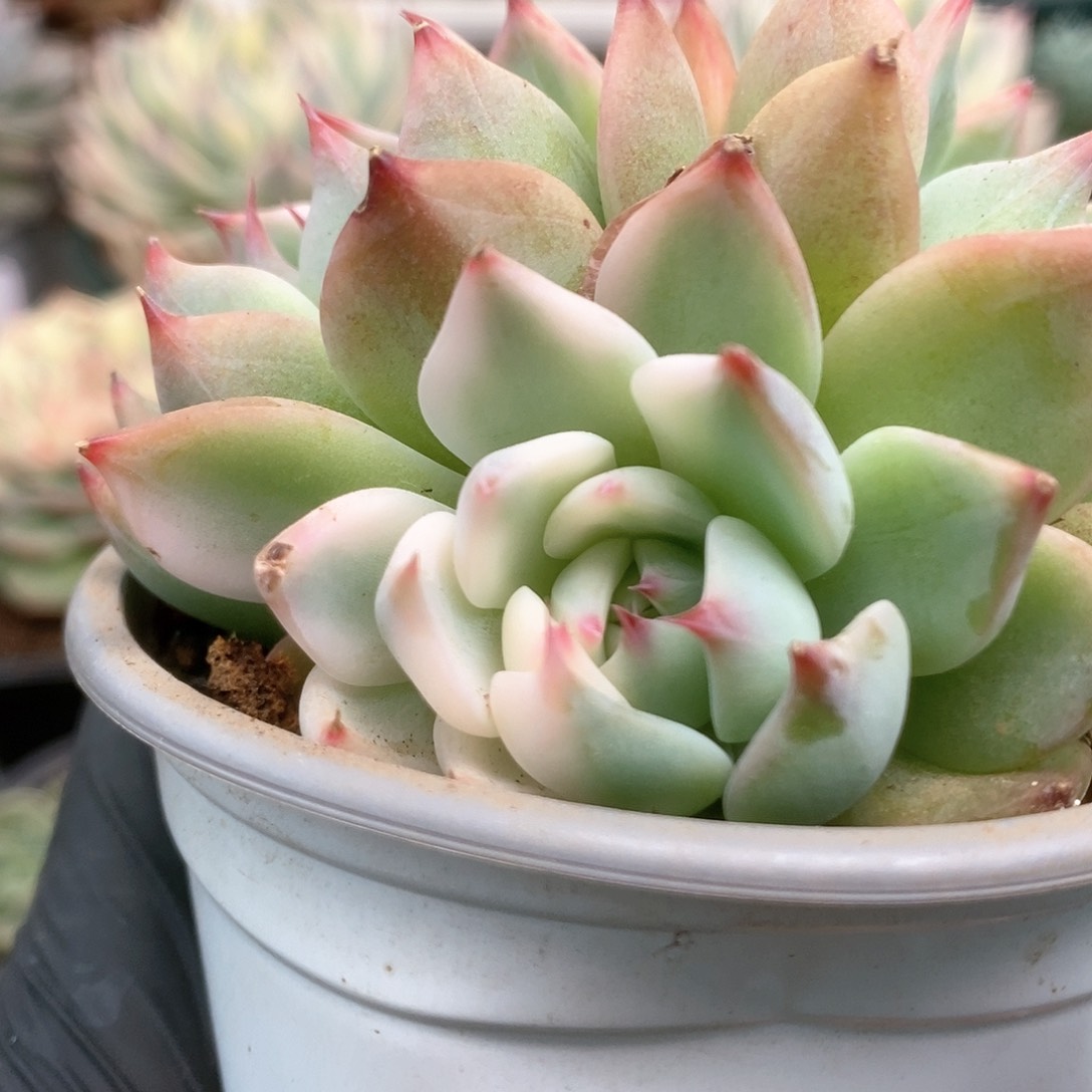 078锦锦锦锦锦锦锦