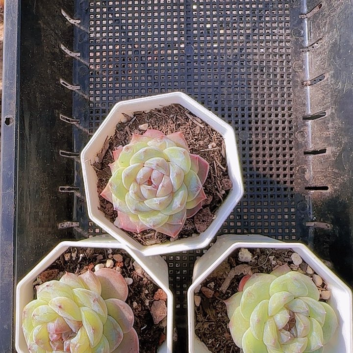 花时光精品多肉63