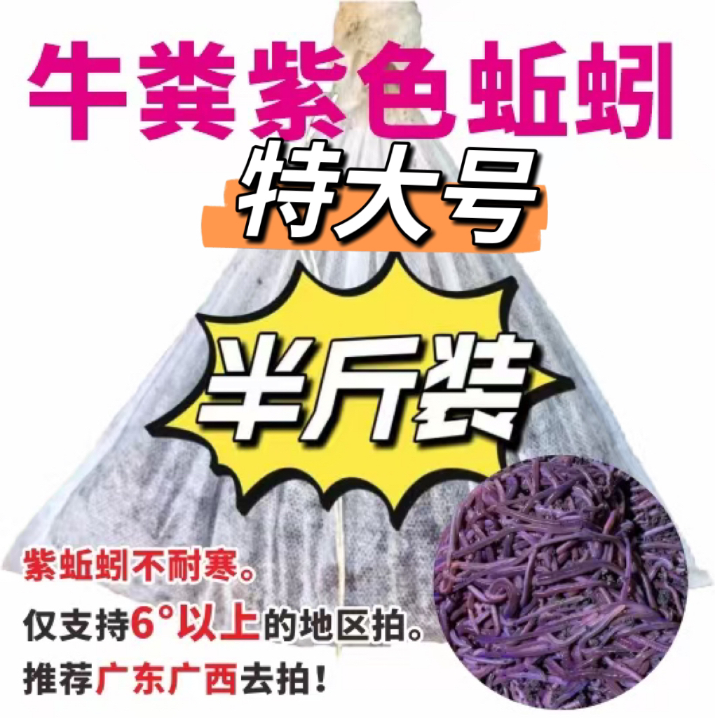 半斤特大号！紫蚯蚓！不耐寒！！ 仅限广东广西地区拍！鲜活到家