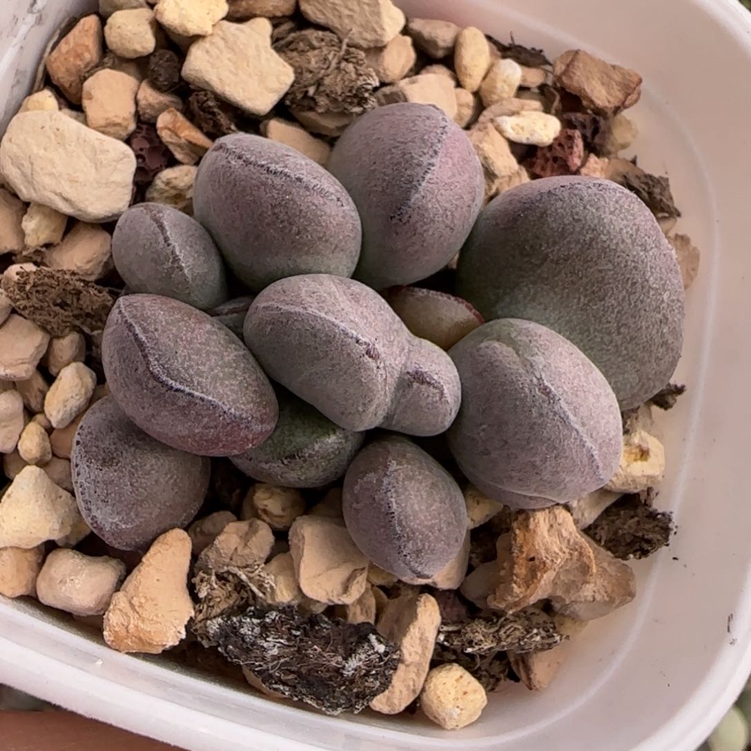 球球紫蛋水泡多肉植物