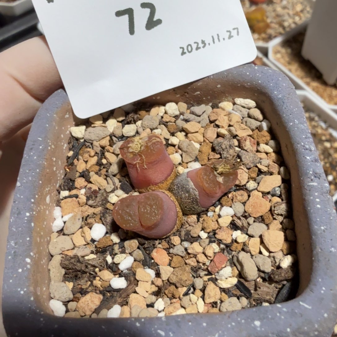 D***.多肉多肉多肉11.27-072