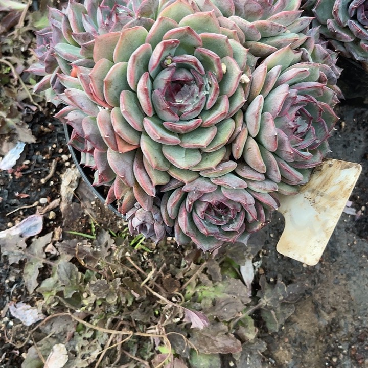 大***大在于它可以对它113