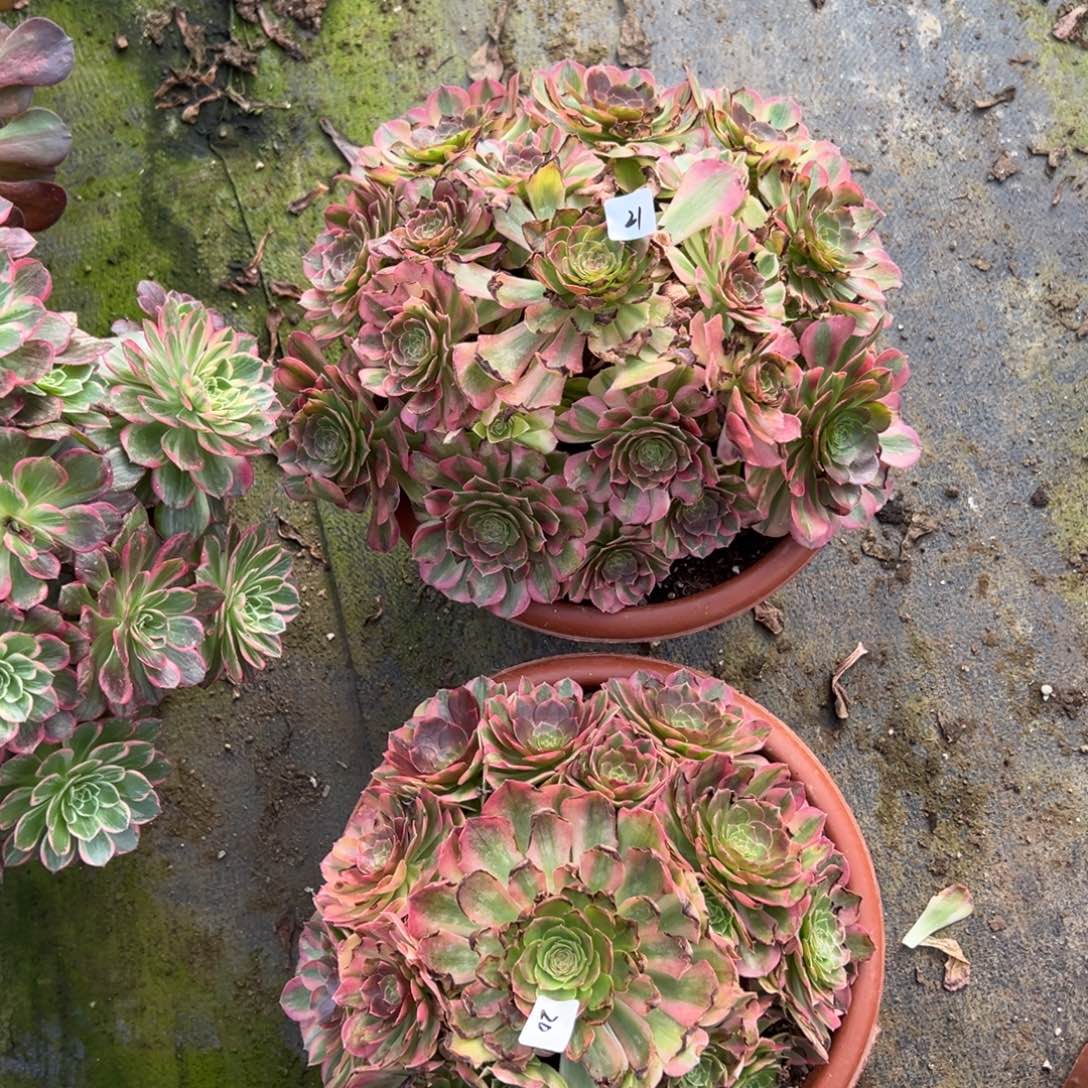 21轮回蹲泼 猴子多肉