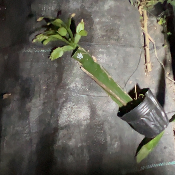 A***子索菲亚嫁接多叶片小苗一颗25