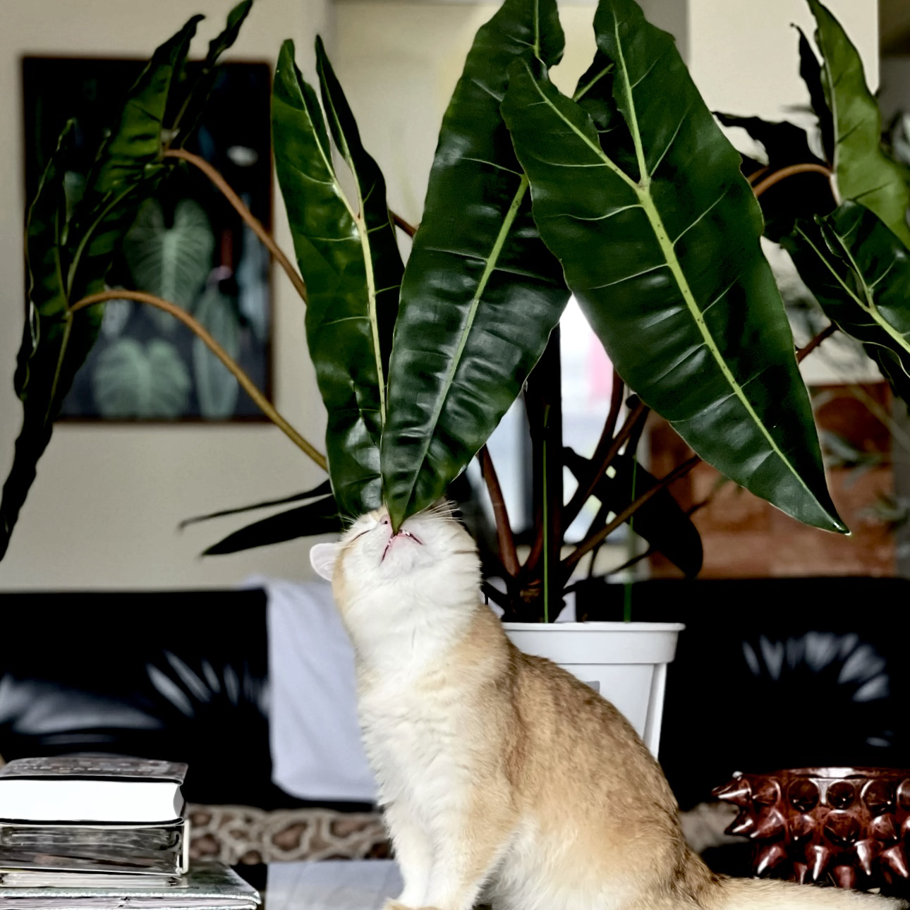 【黑橙柄·蔓绿绒】威武87！锯齿叶片盆栽绿植