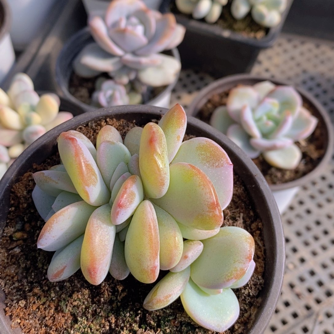 奶茶朵朵5头11111111