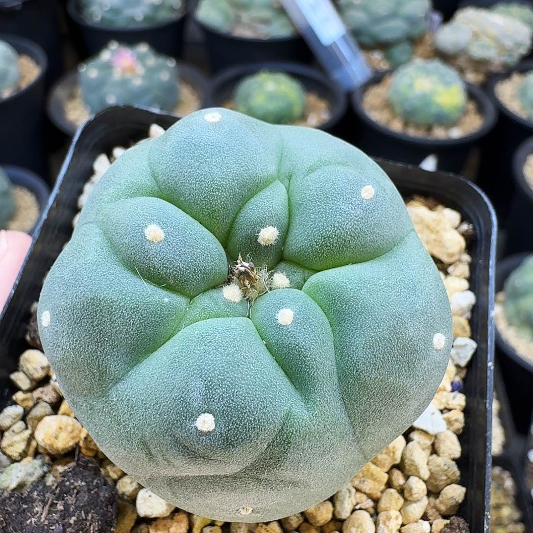 实生大优锦退锦4.4cm 09015