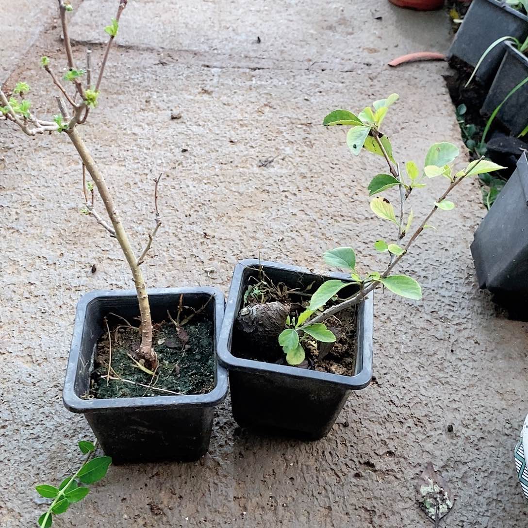 无花朵盆景盆景盆景