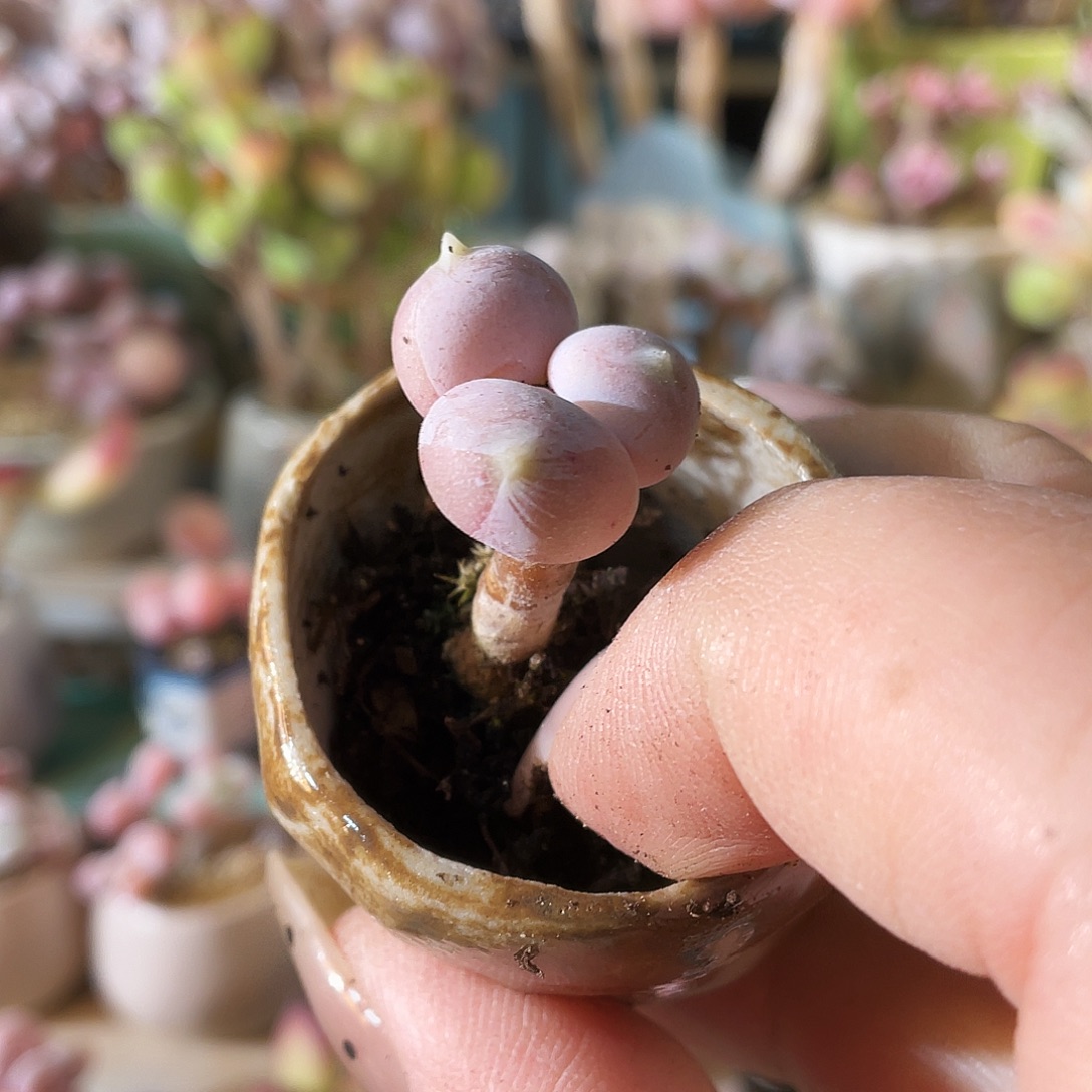 ****萌多肉植物的生长发育和生长发育等方面的