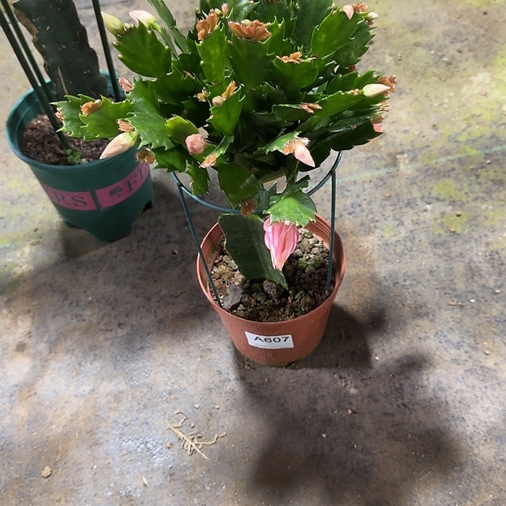 秀***我大部分开放少量花苞607嫁接011