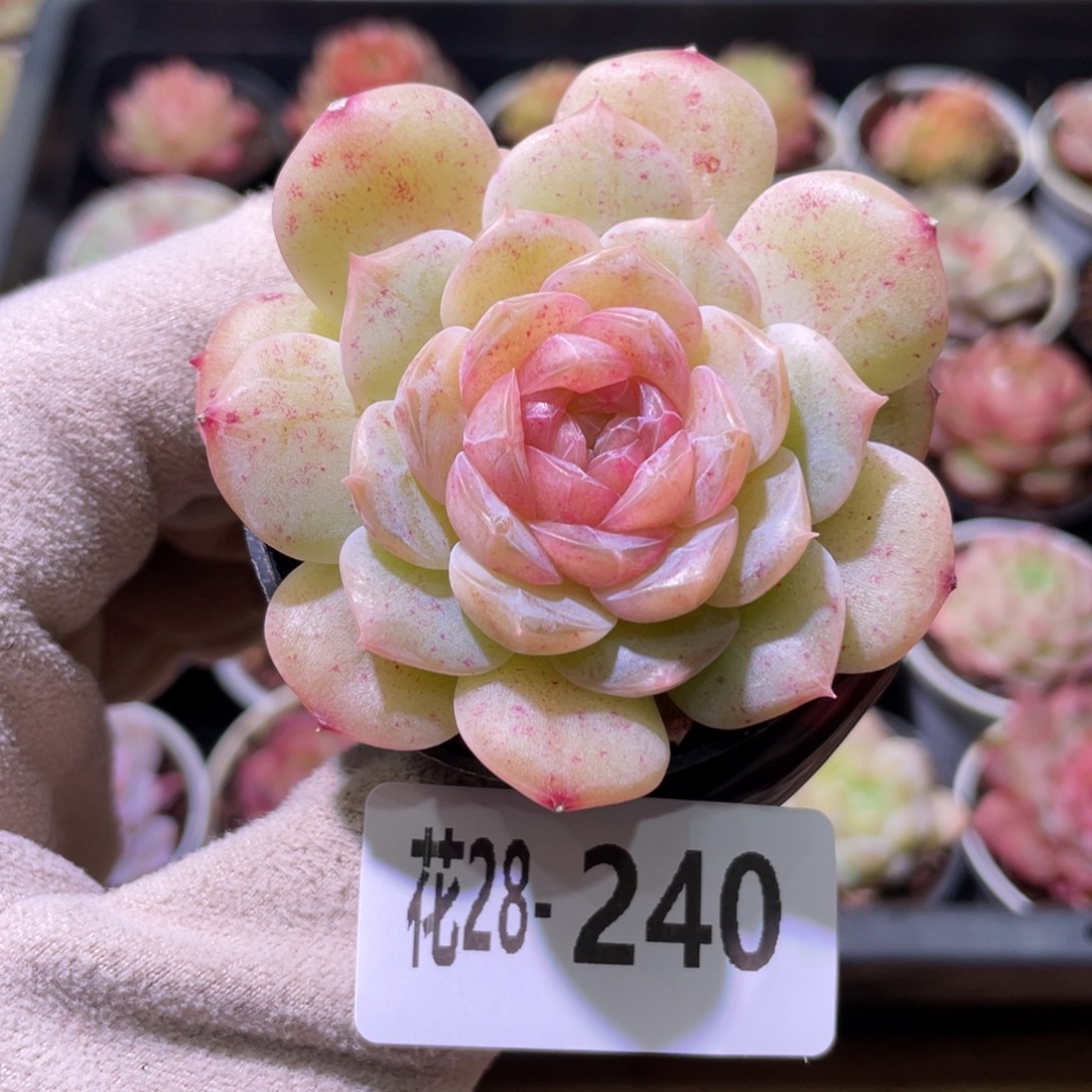 花利美28-240新品