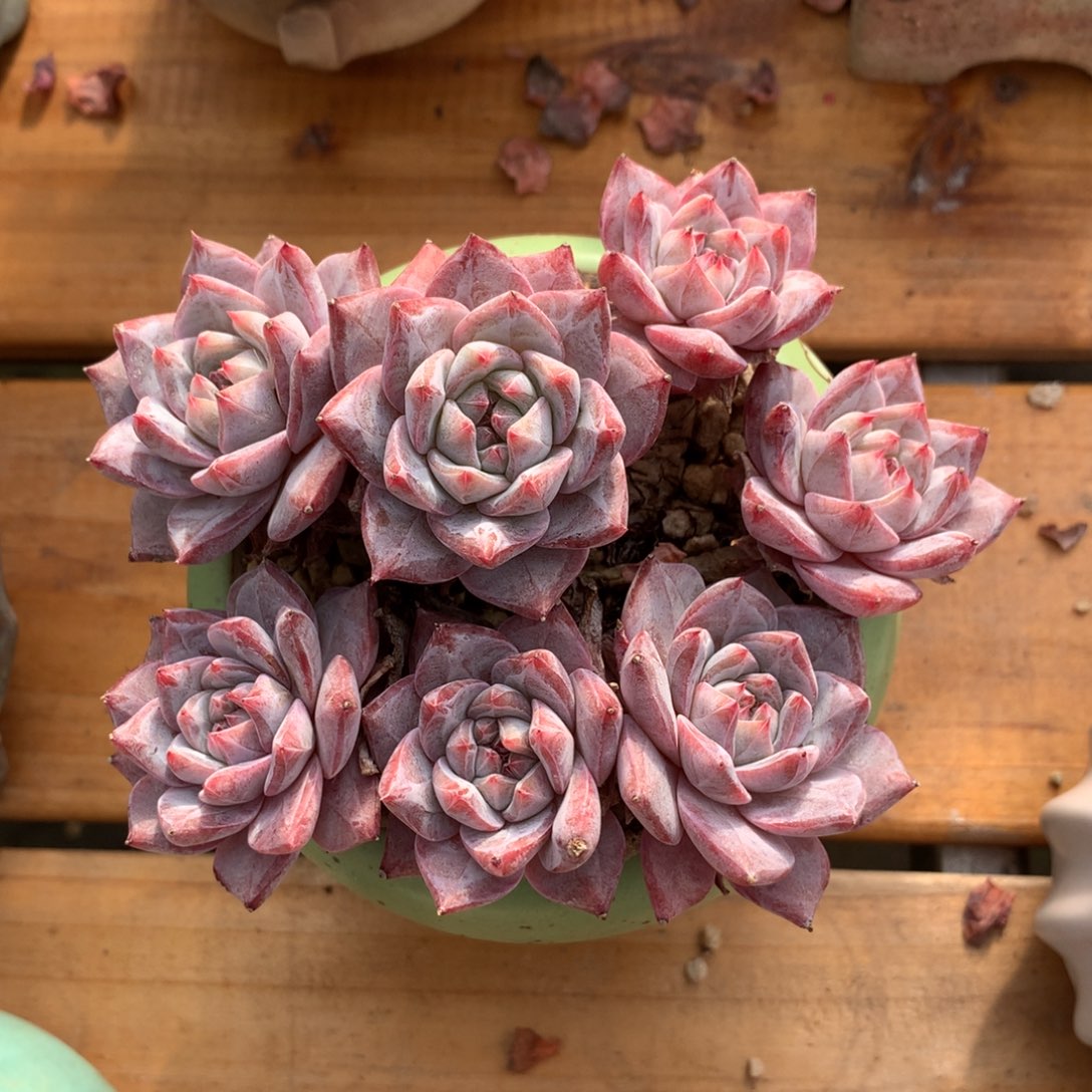 妍***粉蓝鸟多肉   有砍