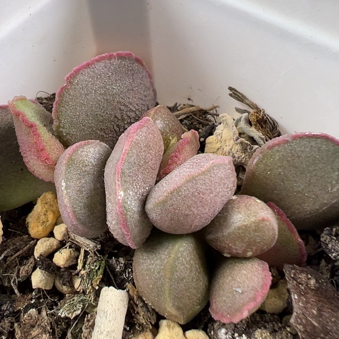 w小叶型冰晶颗粒款实生新品