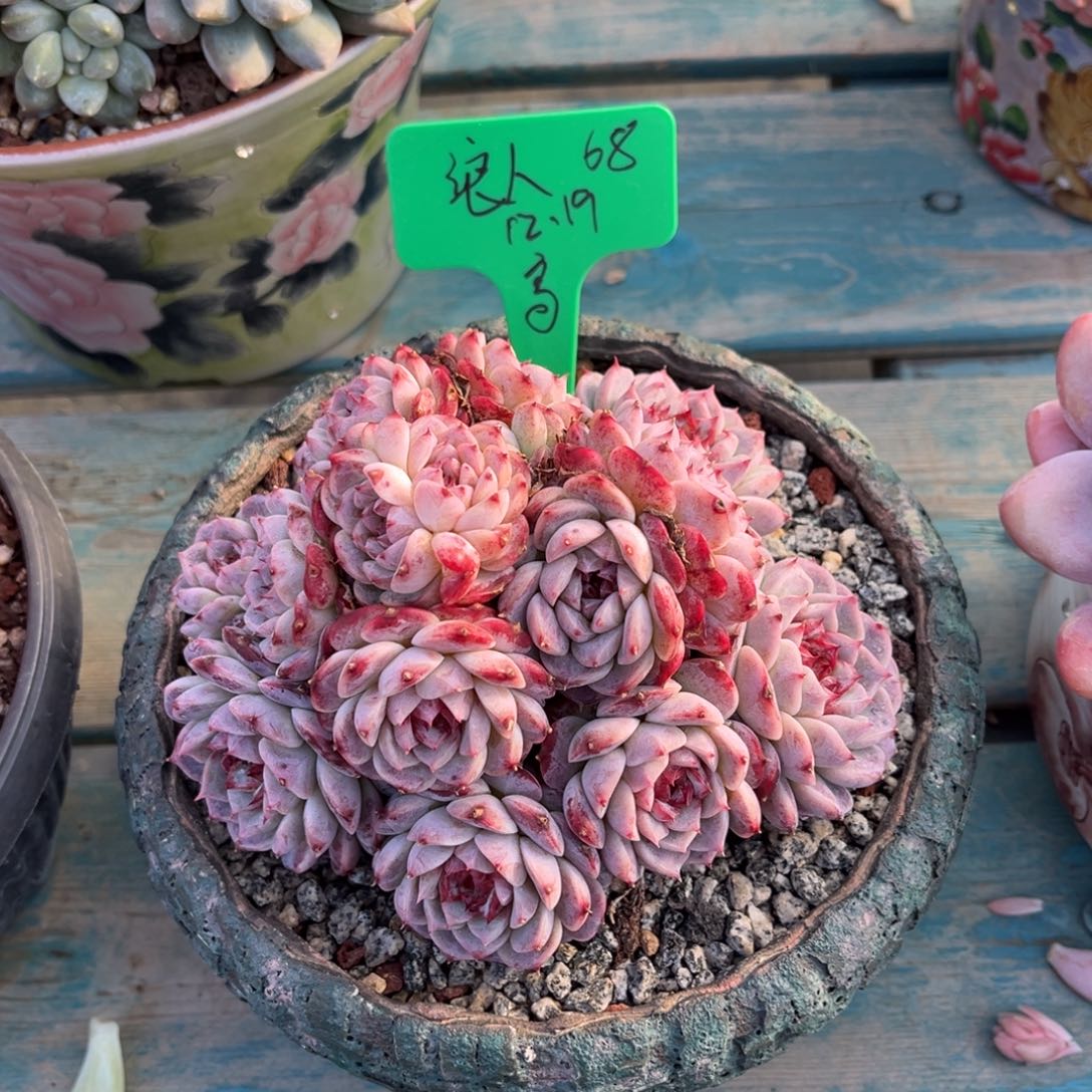 一物一拍多肉植物